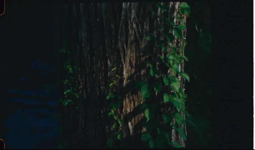 A trunk of a tree with green leaves at night