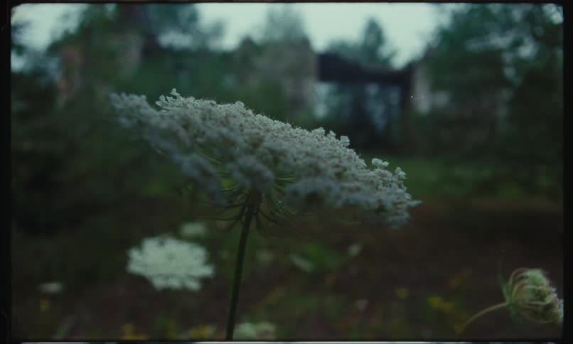 Flowers bloom in flower garden in yard of large house