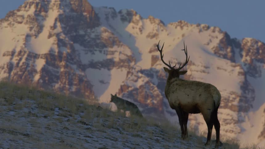 An elk watches a coyote walk past a mountaintop