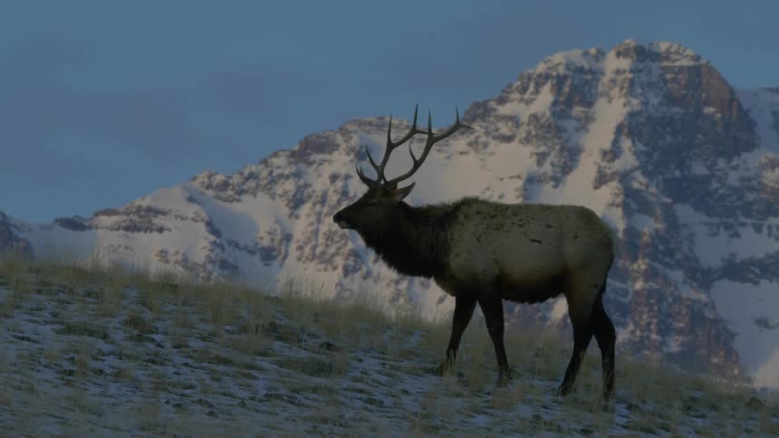 Elk on a hill grazing under a cloudless blue sky