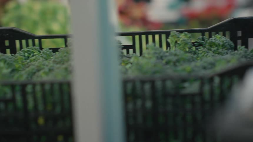 A person pushing a grocery cart full of green vegetables
