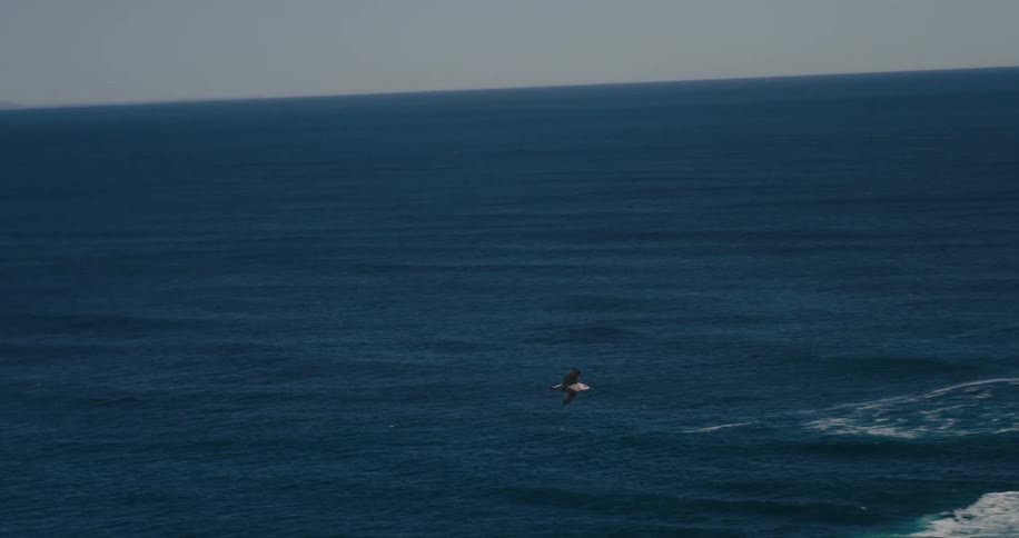 A seagull flaps its wings and glides as it flies over the water along the coast