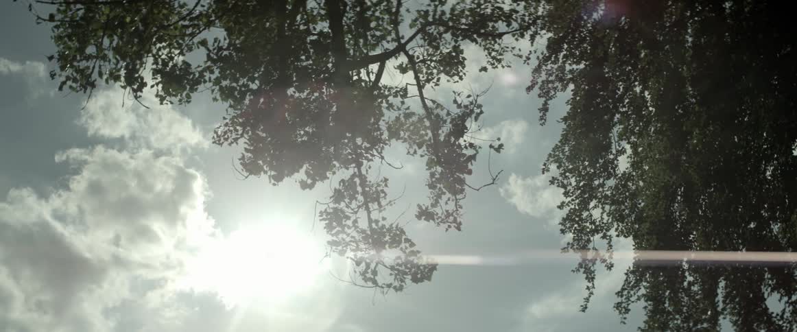 Sun shines through tree branches