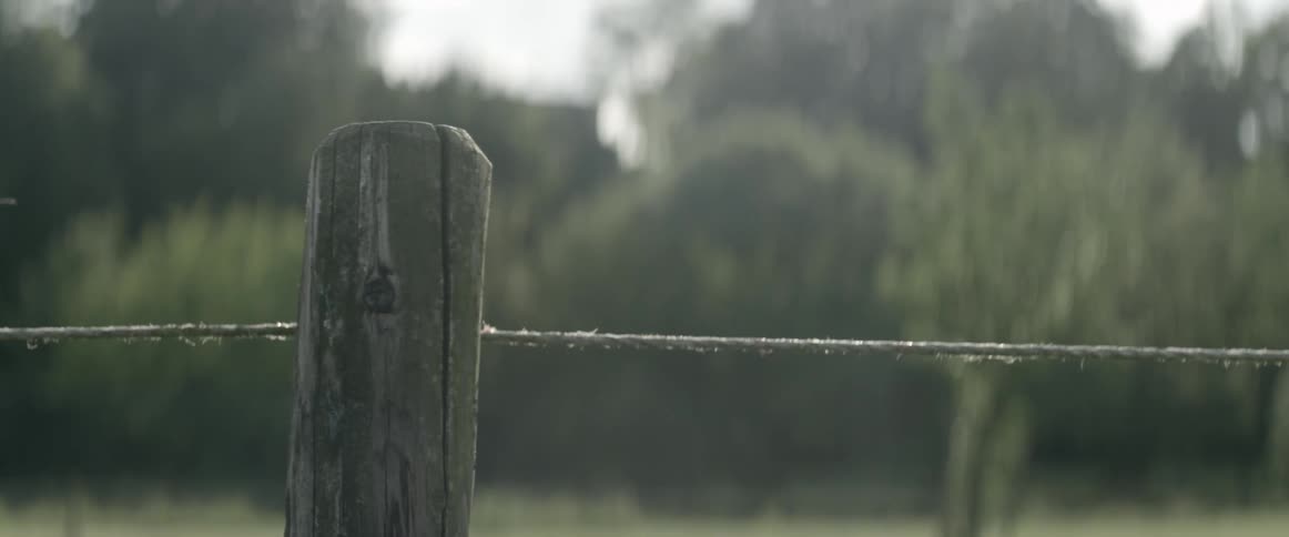Insects fly around a wooden fence post