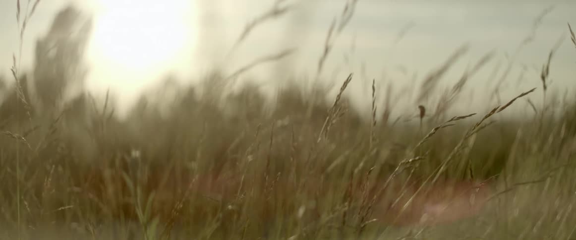 The wind blows the grass at sunset