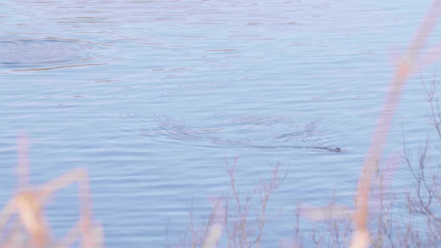 A seal moves through the sea with its head out the water