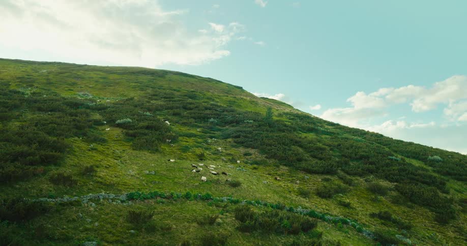 Aerial view of a herd of white sheep in the green slopes of a mountain