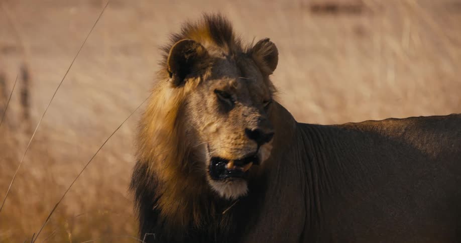 A lion is standing in a field of tall grass looking around