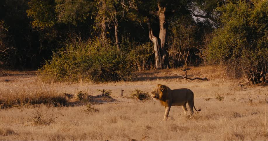 Lion walking on the grasslands in the african savanna