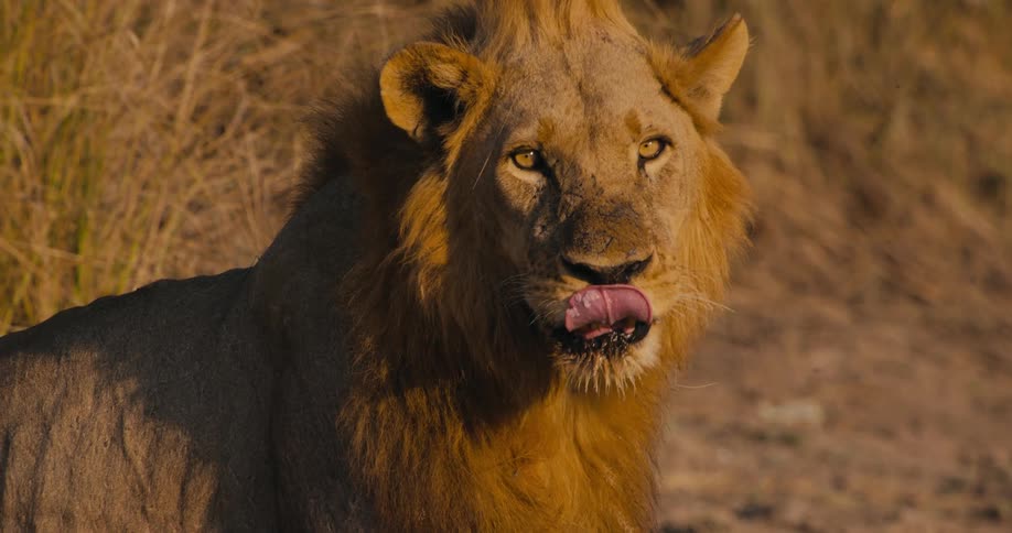 A close up clip of a lion in the jungle