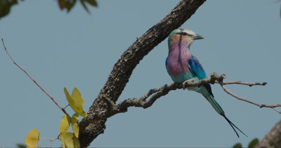 A lilac breasted roller sits on a tree branch at midday