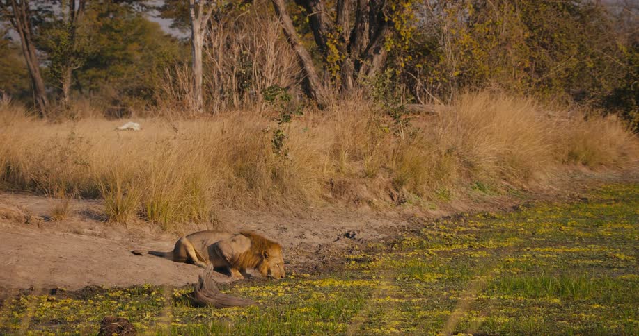 A lion is drinking water