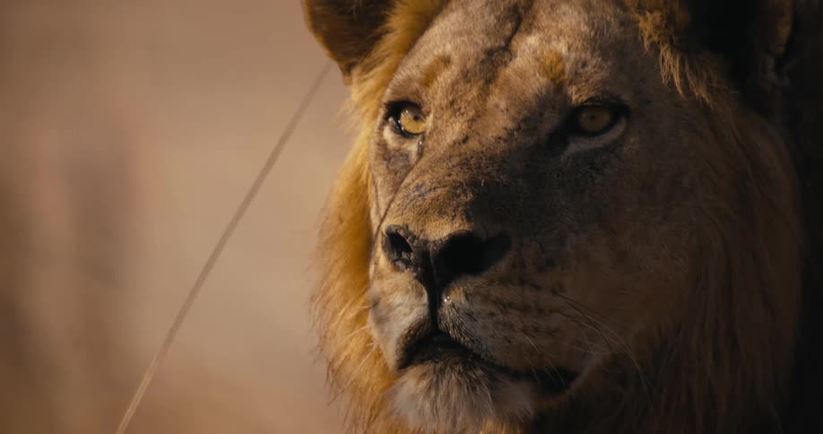 Face of a lion as it relaxes outside