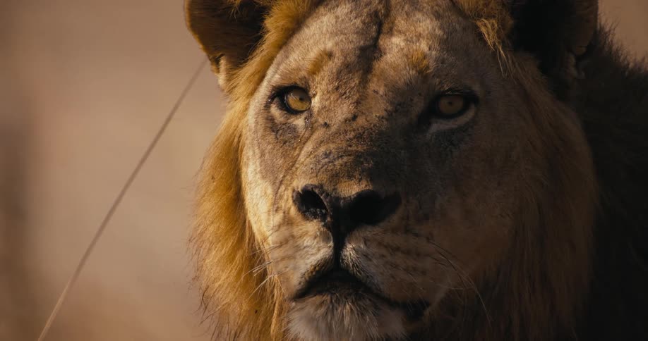 Sunlight shines on the face of a lion as it sits outside in a field