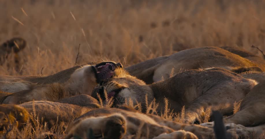 A group of lions are sleeping