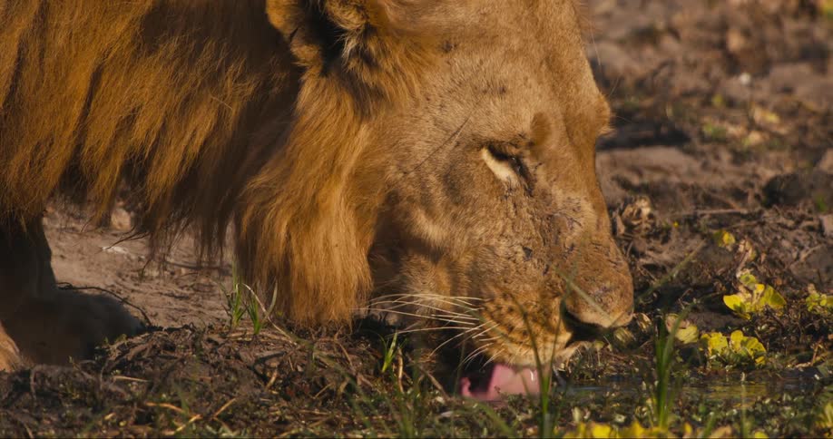 Close up of the head of a lion drinking water from a pond