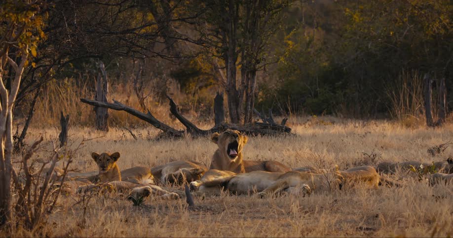 Lions are laying down together
