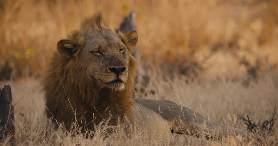 A lion is lying down relaxing in a grass field