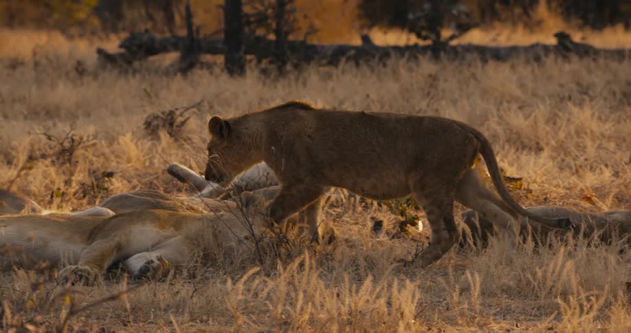 Lioness walks around her pride resting in the grasslands