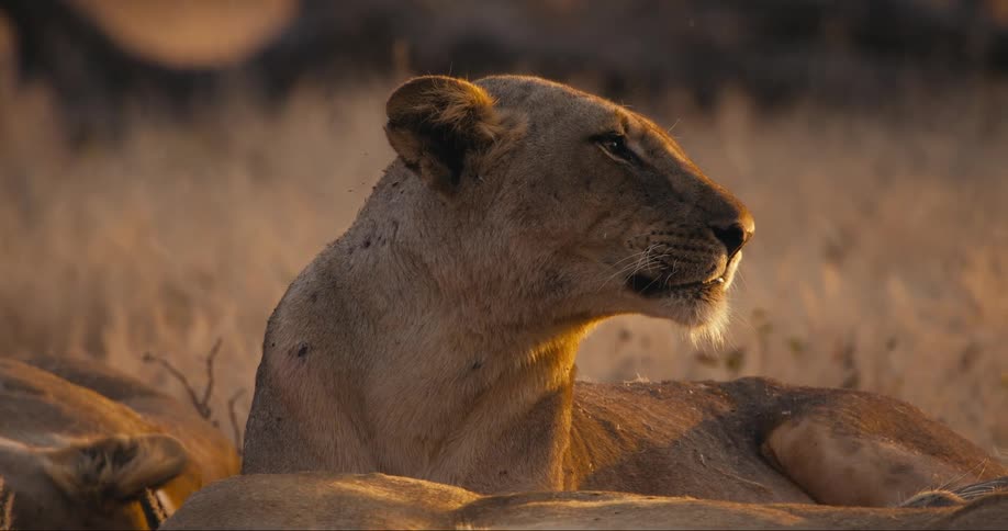 A lion is lying down relaxing in a grass field