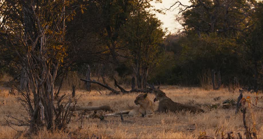 Two lions relax and recline in a field as they both yawn widely