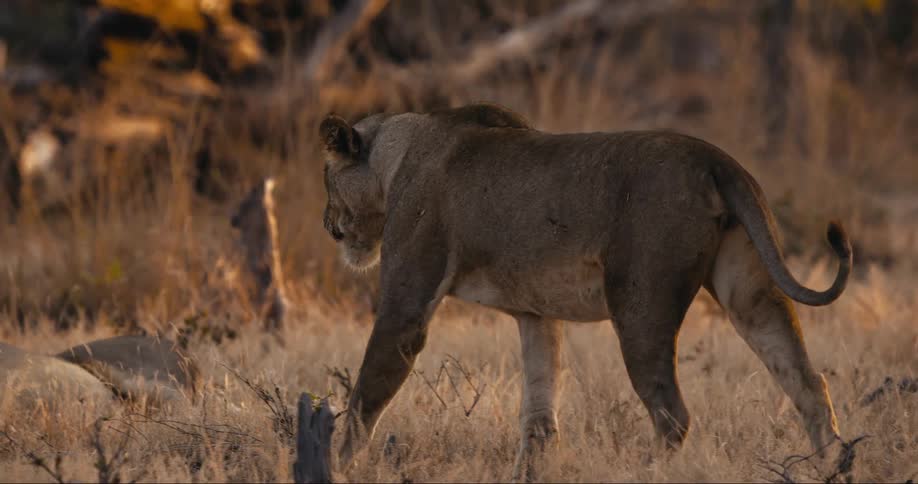 A lioness approaches a resting lion in the african savanna