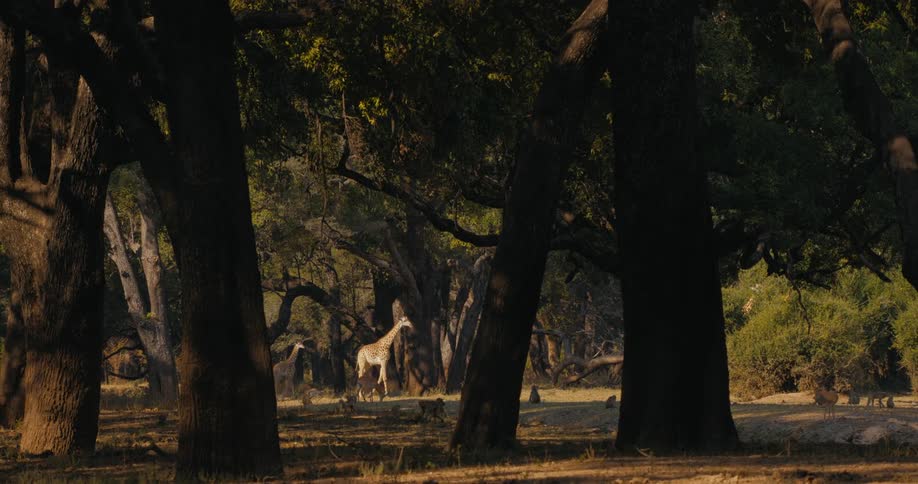 A pair of Thornicroft's giraffe walk among big cats under the trees