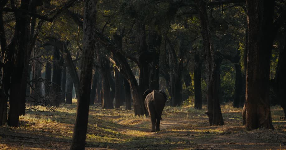 The elephant is walking through the woods