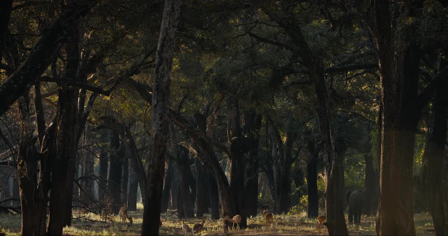 A tranquil scene of a herd of deer grazing in the forest
