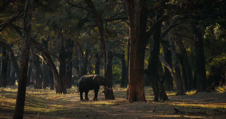 A small elephant stands still within a large grove of trees