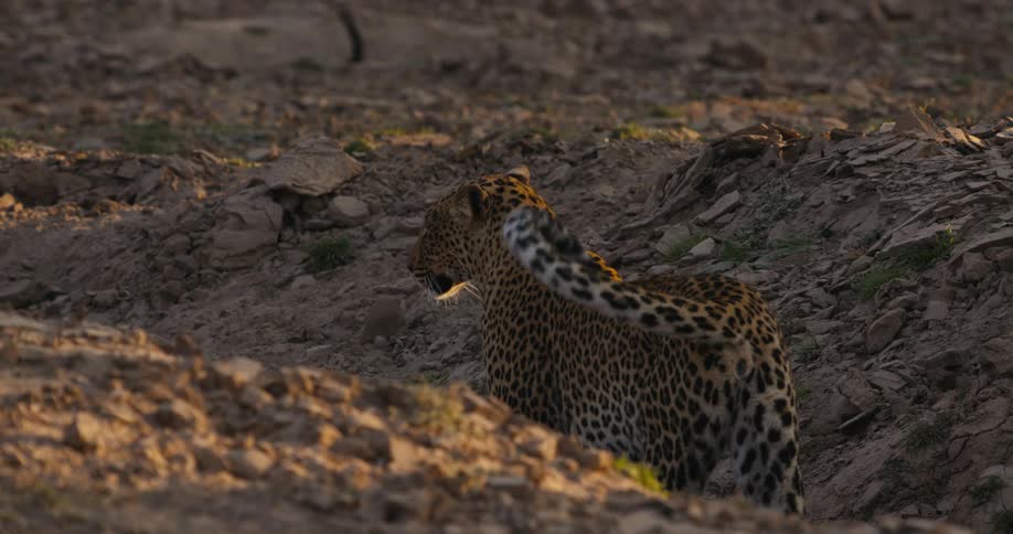 A clip of a leopard in the ravines