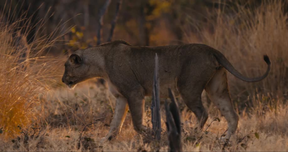 Lioness walking slowly through the savannah into tall grass at sunset