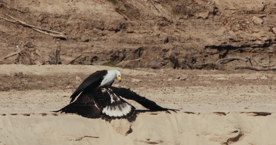A black bird flies and lands next to another bird in a sandy desert