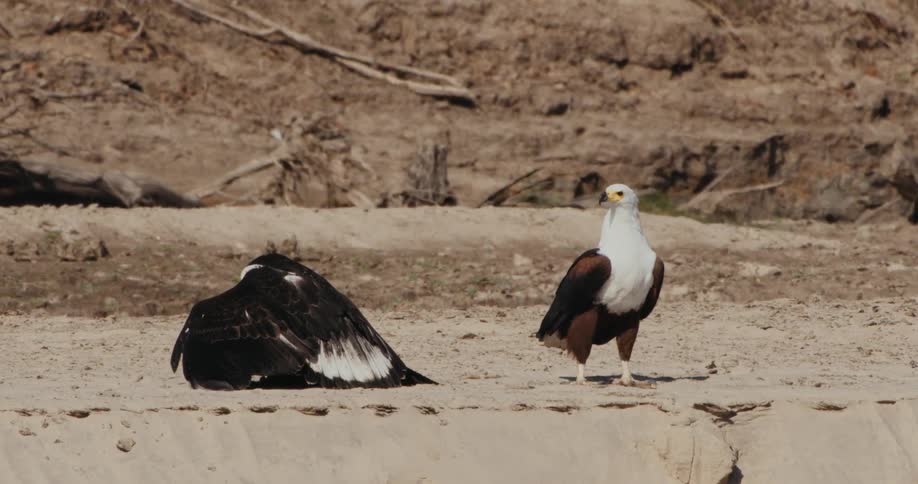 A clip of African fish eagles in the desert