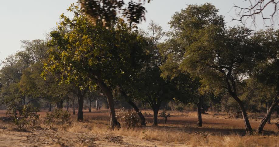 Trees on a forest under the soft evening sunlight
