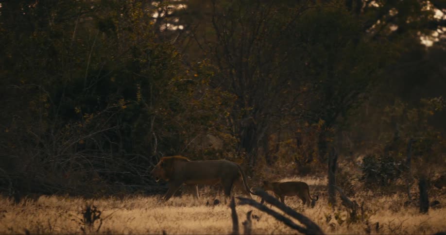 A lion and his cub are walking in the wild