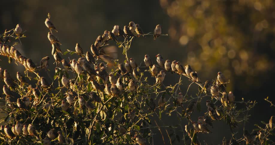 Perched flock of birds densely covers branches on tree