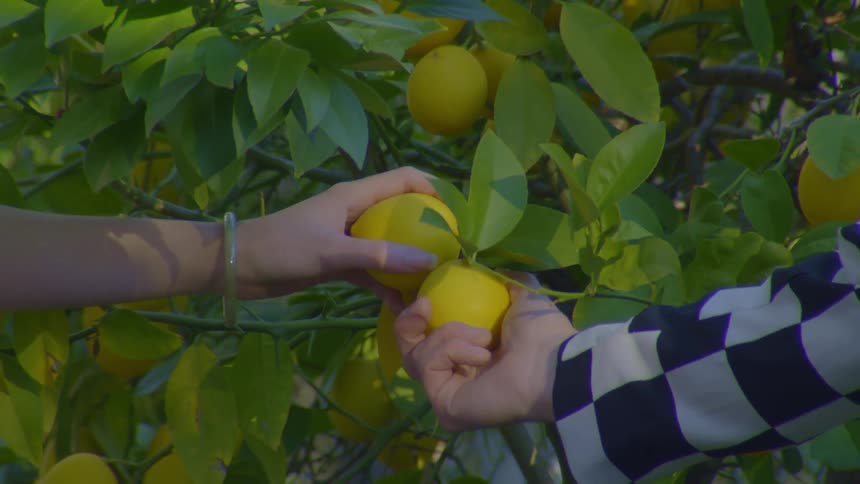 A clip of couple holding a lemon fruit