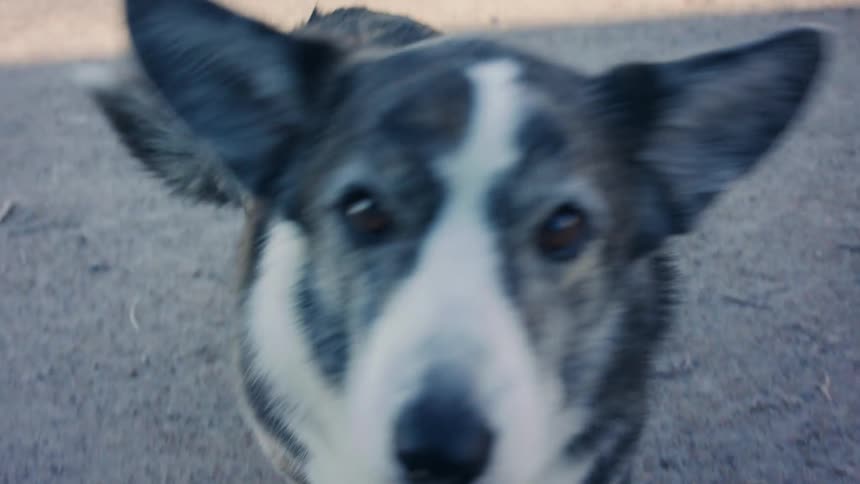 Short legged dog walks across ground