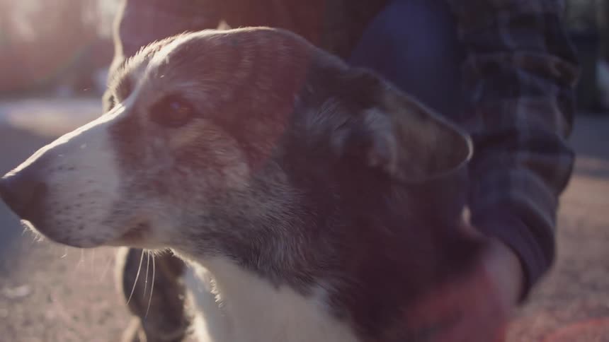 Someone petting a dog