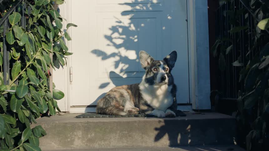 Dog lies on welcome mat at the top of outdoor house steps