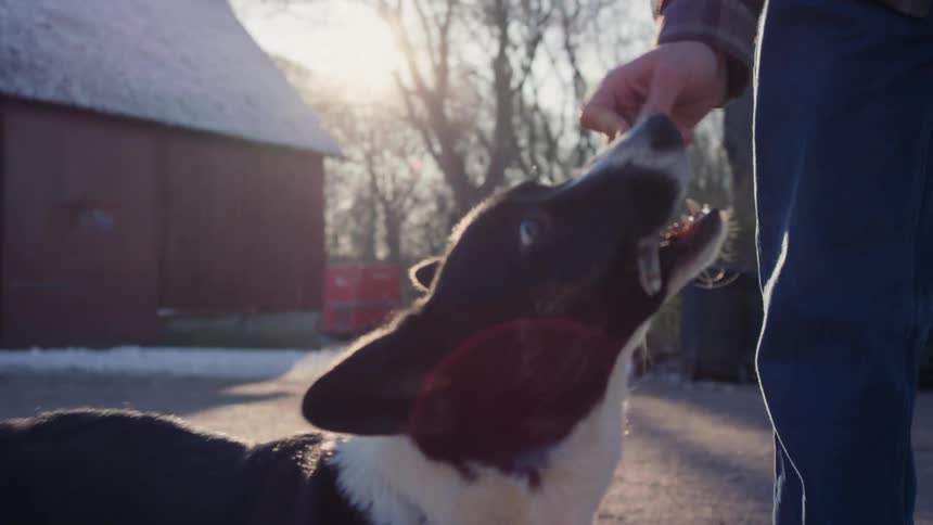 A clip of a man playing with a dog