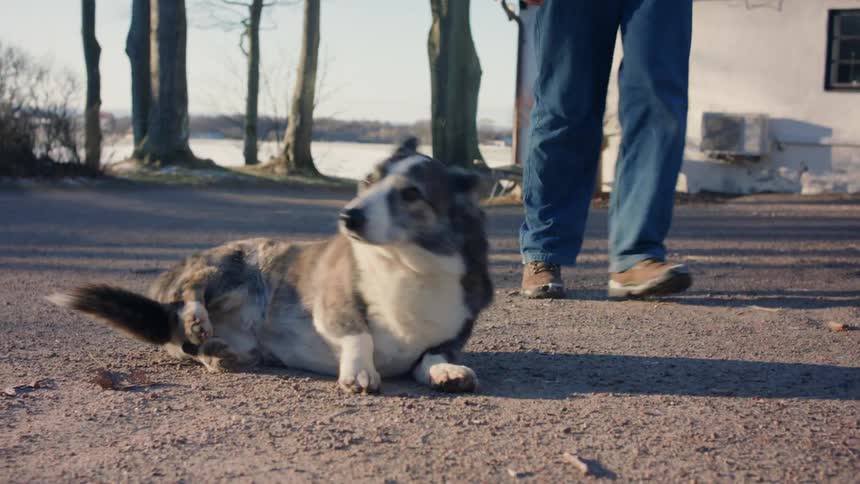 A dog receives affection from its owner