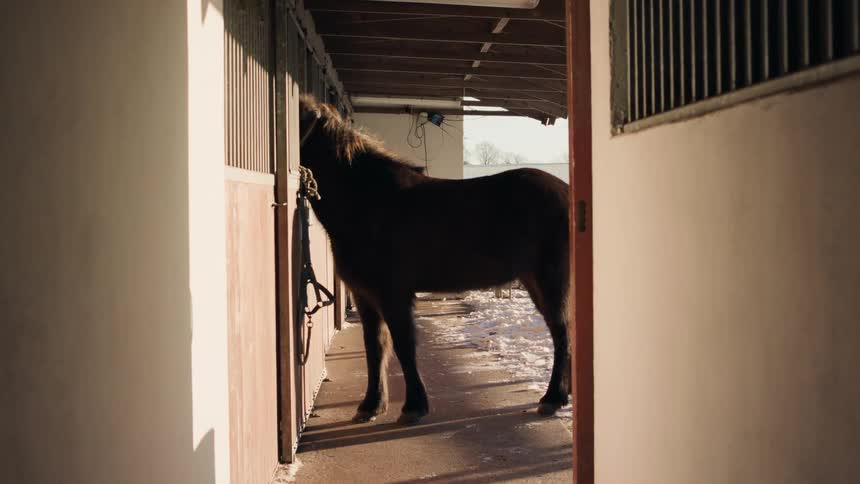 Horse pokes its head through a window at a stable