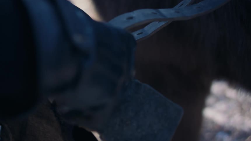 Man fastening a leather belt around a horse