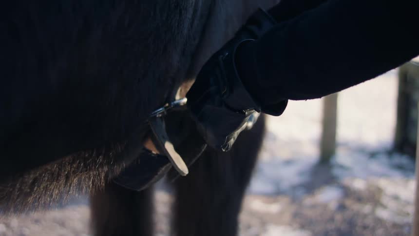 A clip of a person preparing an horse