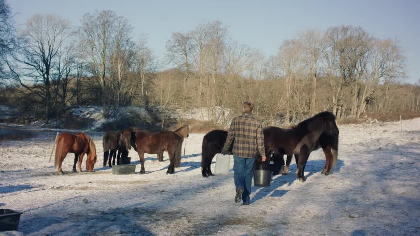 Man carries water and a bucket to herd of horses standing in snow covered field during winter