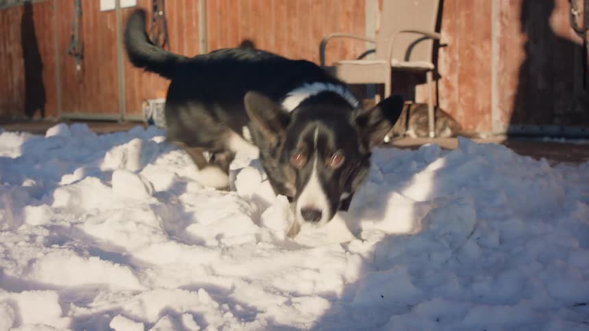 A dog sniffing the snow and walking up to the camera