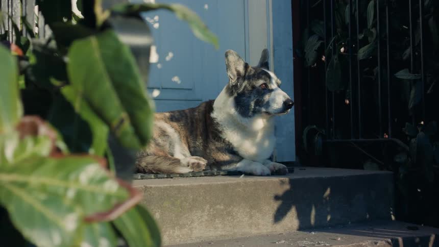A clip of a dog sitting by the door