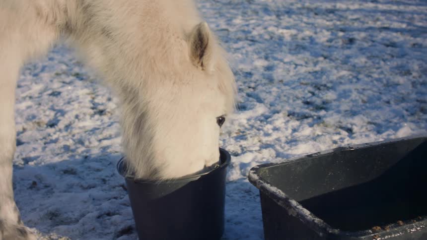 A clip of a white horse feeding out in the snow